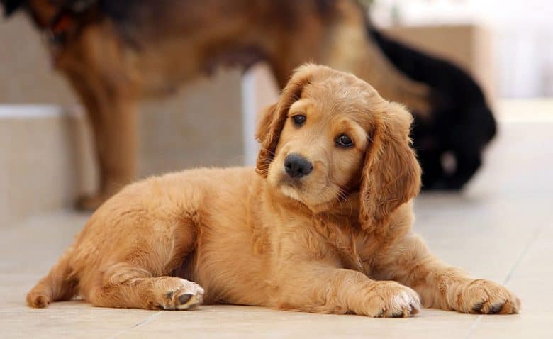 dog1